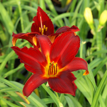 HEMEROCALLIS 'Carey Quinn'