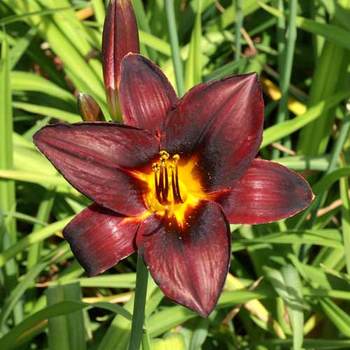 HEMEROCALLIS 'Chocolate Candy'
