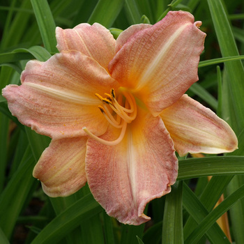 HEMEROCALLIS 'Childrens Festival'