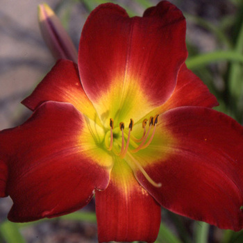 HEMEROCALLIS 'Cherry Festival'
