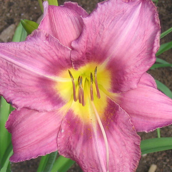 HEMEROCALLIS 'Chicago Queen'