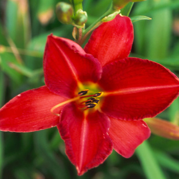 HEMEROCALLIS 'Chicago Rosy'