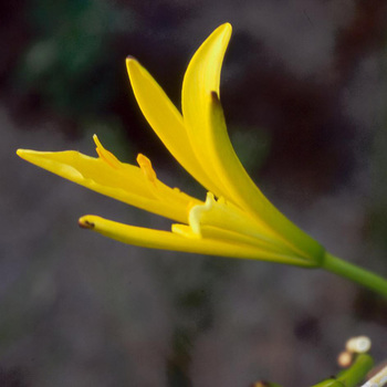 HEMEROCALLIS citrina