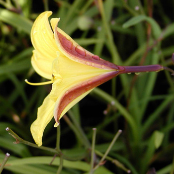 HEMEROCALLIS 'Corky'