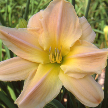 HEMEROCALLIS 'Dancing Moonbeams'