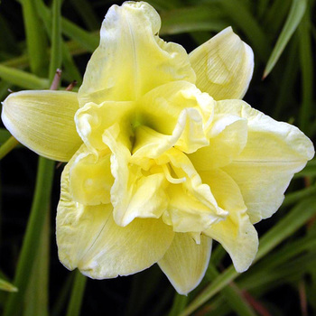 HEMEROCALLIS 'Double River Wye'