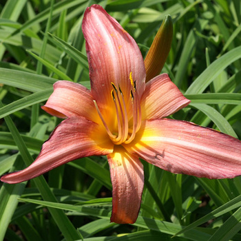 HEMEROCALLIS 'Evelyn Claar'