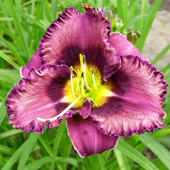 HEMEROCALLIS 'Forgotten Dreams'