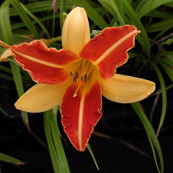 HEMEROCALLIS 'Frans Hals'