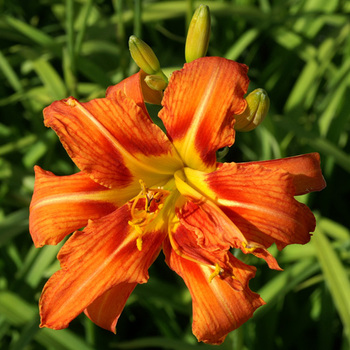 HEMEROCALLIS