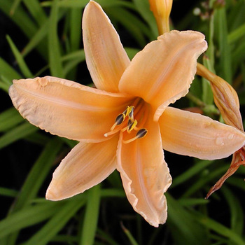 HEMEROCALLIS 'George Cunningham'