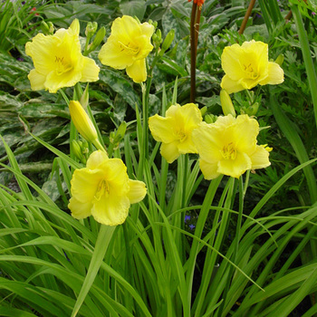 HEMEROCALLIS 'Happy Returns'