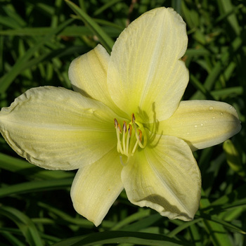 HEMEROCALLIS 'Ice Carnival'