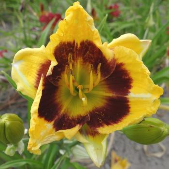 HEMEROCALLIS 'Making Double Time'