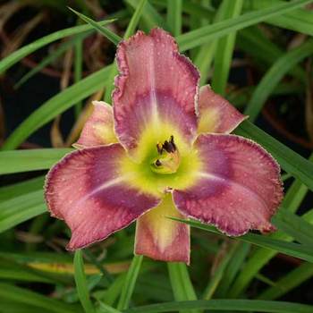 HEMEROCALLIS 'Mildred Mitchell'