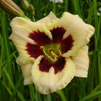 HEMEROCALLIS 'Moonlit Masquerade'