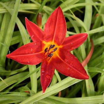 HEMEROCALLIS 'Papoose'