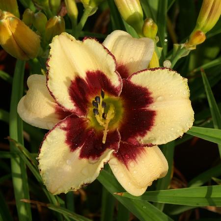 HEMEROCALLIS 'Dream Legacy'