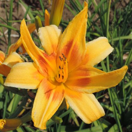 HEMEROCALLIS 'Nashville'