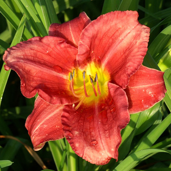 HEMEROCALLIS 'Rosy Returns'