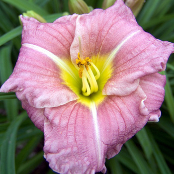 HEMEROCALLIS 'Romantic Rose'