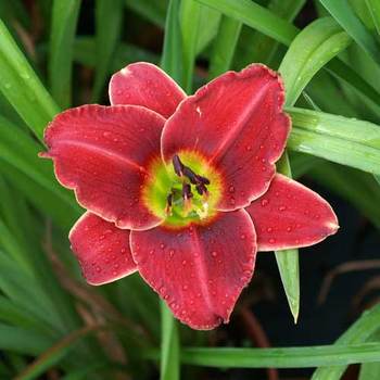 HEMEROCALLIS 'Roses in Snow'