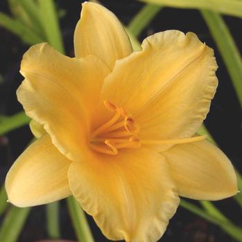 HEMEROCALLIS 'Stella de Oro'