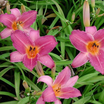 HEMEROCALLIS 'Sugar Candy'