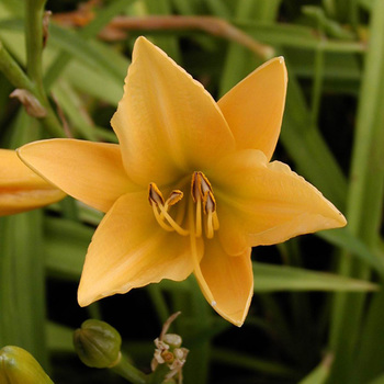 HEMEROCALLIS 'Yankee Clipper'