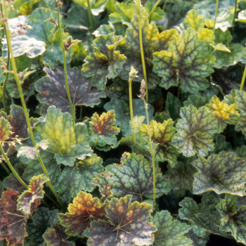 HEUCHERA americana 'Dale'