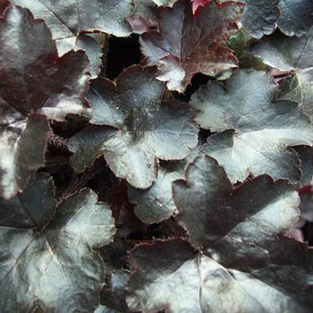 HEUCHERA 'Blackout'