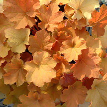 HEUCHERA 'Caramel' ®