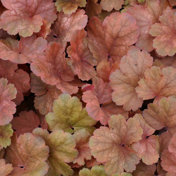 HEUCHERA 'Cherry Cola' ®