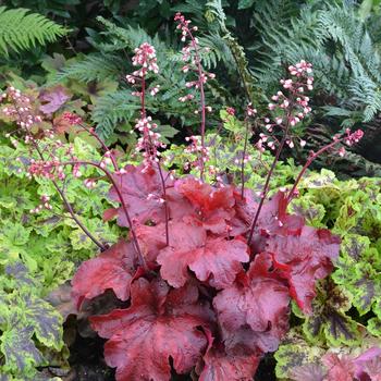 HEUCHERA 'Fire Alarm' ®