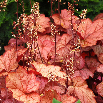 HEUCHERA 'Georgia Peach'