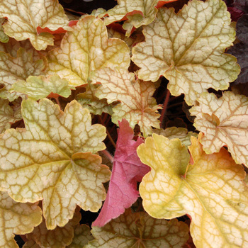 HEUCHERA 'Ginger Ale' ®