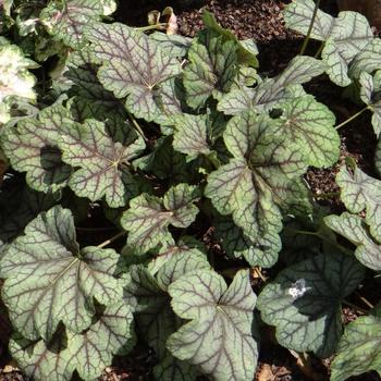 HEUCHERA 'Green Spice'