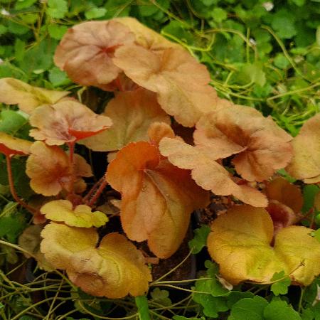 HEUCHERA 'Apricot'