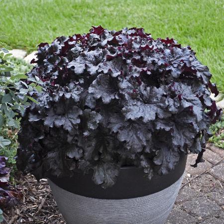HEUCHERA 'Black Taffeta'