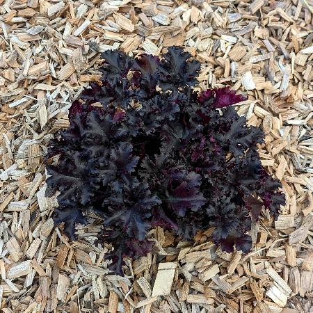 HEUCHERA 'Black Taffeta'