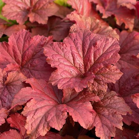 HEUCHERA 'Bloody Dinosaur' ®