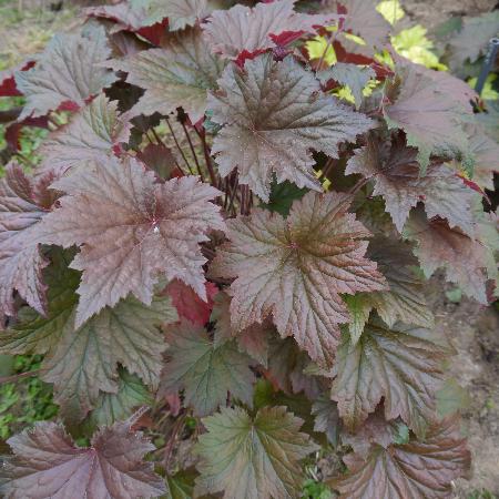 HEUCHERA 'Copper Dinosaur' ®