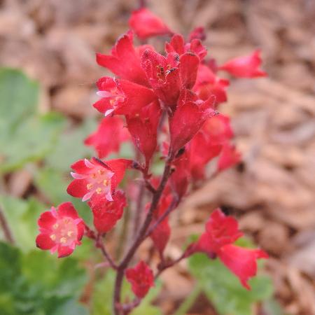 HEUCHERA sanguinea 'Coral Petite'