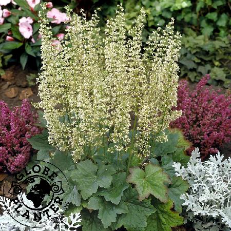 HEUCHERA villosa 'Chantilly'