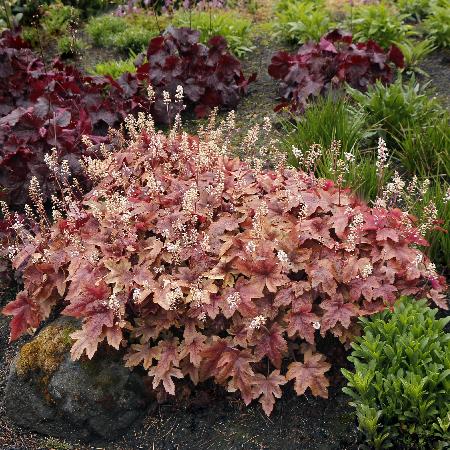 HEUCHERELLA 'Brass Lantern' ®