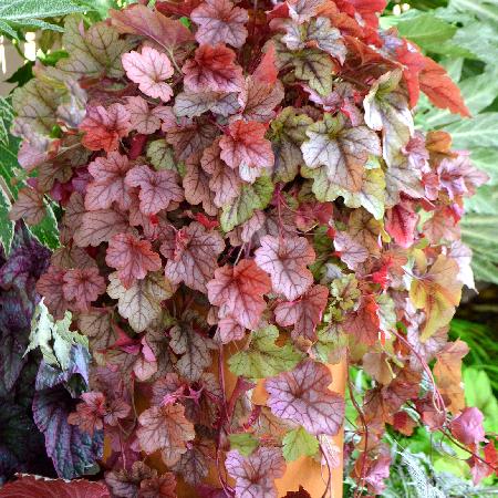 HEUCHERELLA 'Copper Cascade' ®