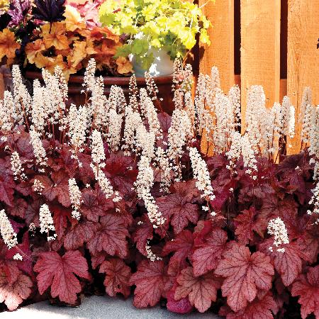 HEUCHERELLA 'Peach Tea' ®