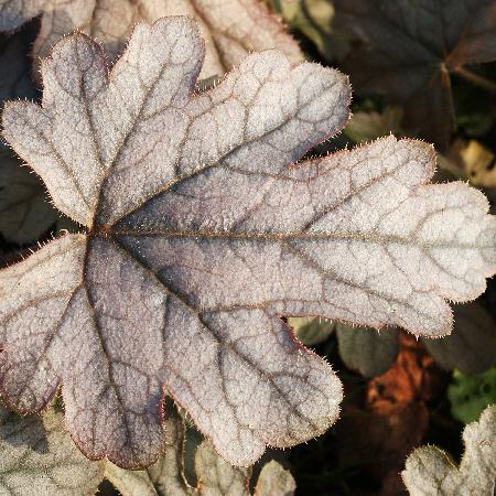 HEUCHERELLA 'Silver Streak'