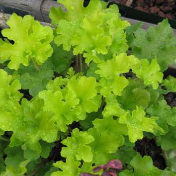 HEUCHERA 'Lime Marmalade' ®