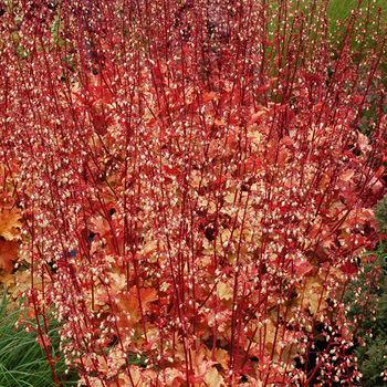 HEUCHERA 'Marmalade' ®